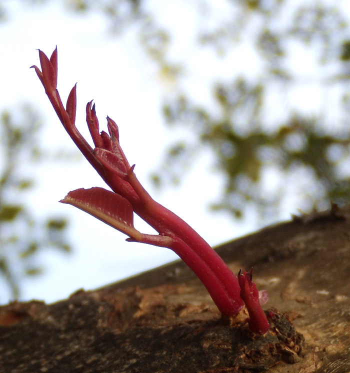 Ceratonia siliqua